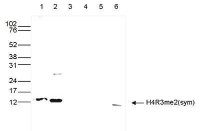 Western Blot: Histone H4 [Dimethyl Arg3] Antibody [NBP2-59265]